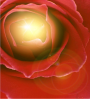 rosa de luz